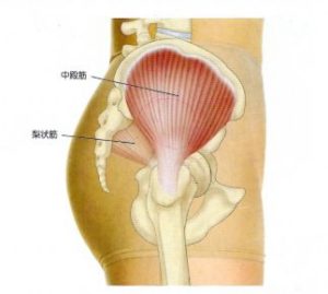 中殿筋