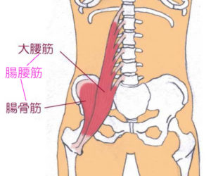 腸腰筋