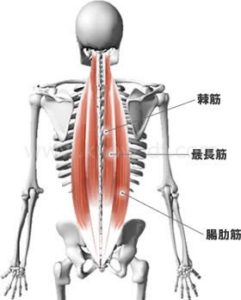 「起立筋 トリガーポイント」の画像検索結果