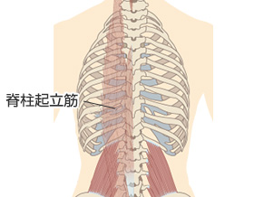 脊柱起立筋が原因の腰痛