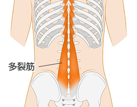 多裂筋