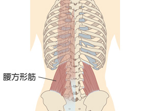 腰方形筋