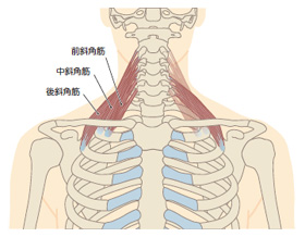 斜角筋