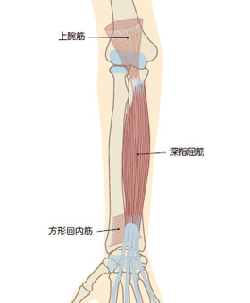 指屈筋