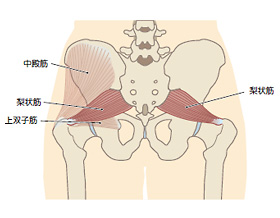 梨状筋