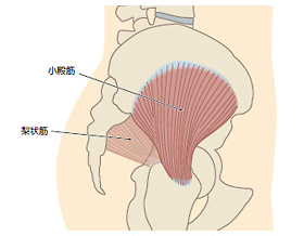 小殿筋