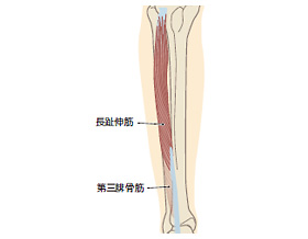 長趾伸筋